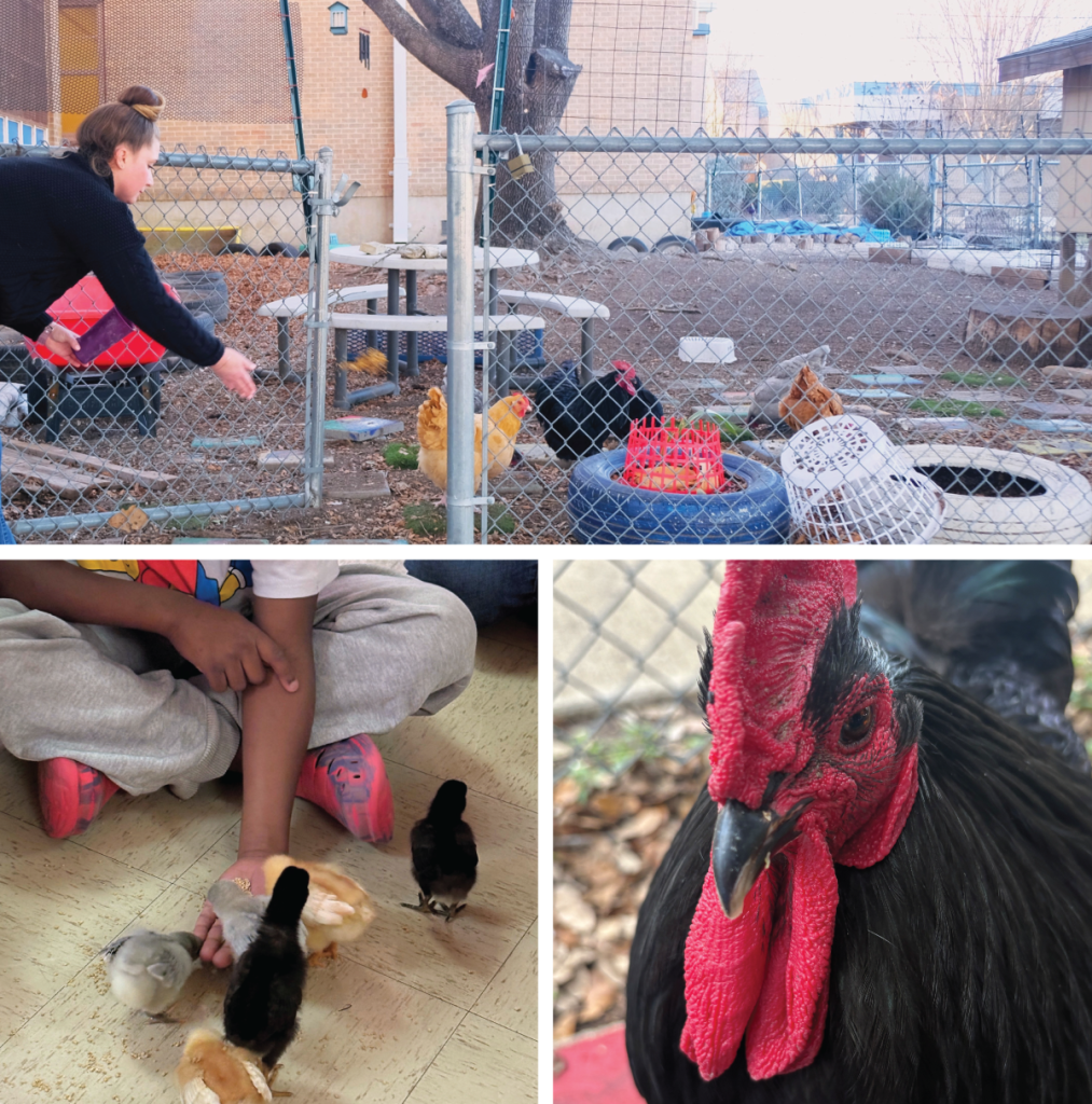 Top: Krysta feeds Odom’s chickens. She has a special bond with the rooster, named Tupec.&nbsp;Bottom, left to right: A student feeds the newborn chicks; a close-up on Tupec.