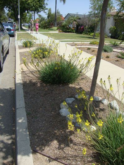 Waterwise landscape plants on the curb between the street and the sidewalk.