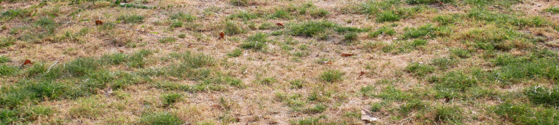 A lawn with many brown patches and dead grass.