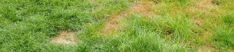 A green lawn with some brown patches.