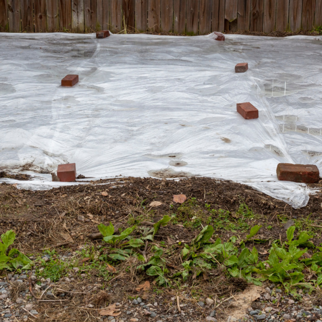 Plastic laid flat and secured by bricks on top of the soil to kill weeds in a lawn.