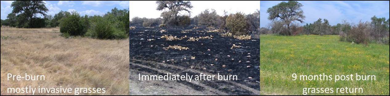 pre-burn mostly invasive grasses, immediately after burn, and 9 months postburn