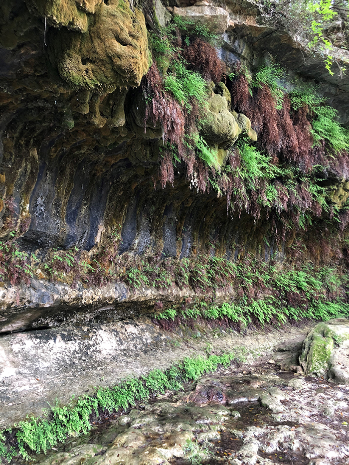 "Cliff Spring – This spring flows through cracks in the ground and trickles from many spots in the cliffside, forming a hanging garden of maidenhair and river ferns."