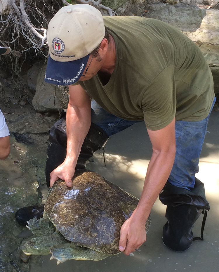 A biologist moves a softshell turtle from a construction area to a safe location.