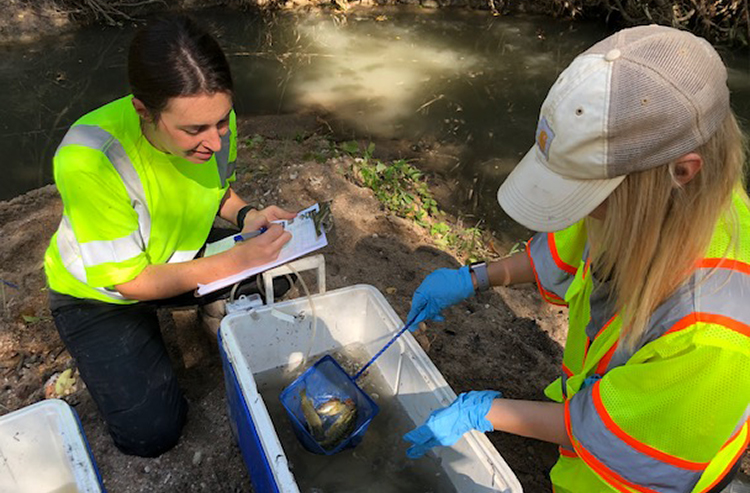 Scientist counting fish. Our scientists have relocated more than 35,000 fish since 2012.