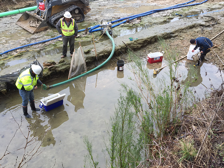 Crews prepare the construction area and use dip nets to collect the fish. 