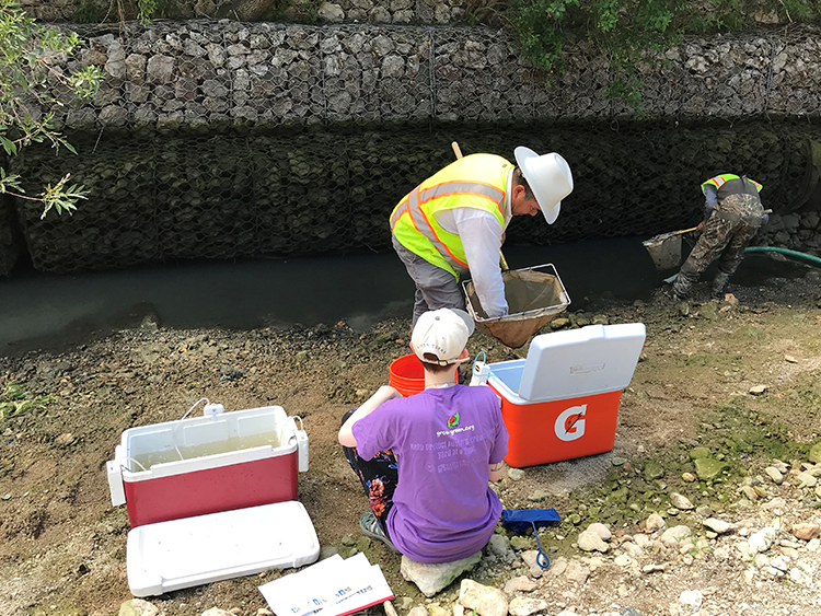 Crews prepare the construction area and use dip nets to collect the fish. 