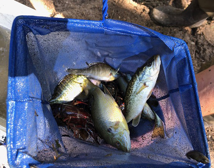 A close look at several fish in a net.  Scientist are counting each fish.