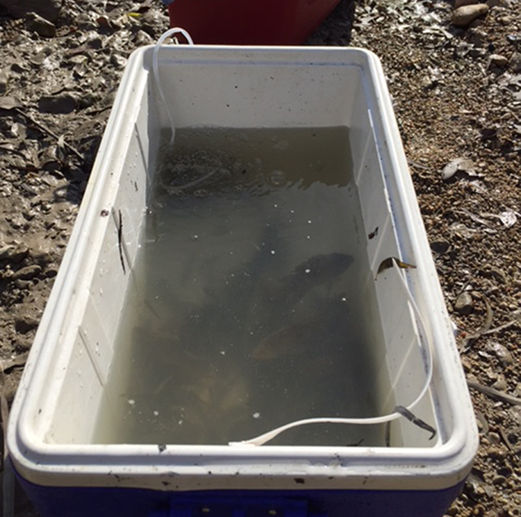 Coolers of oxygenated water hold the fish until biologists identify, count, and release them into another section of the creek.  