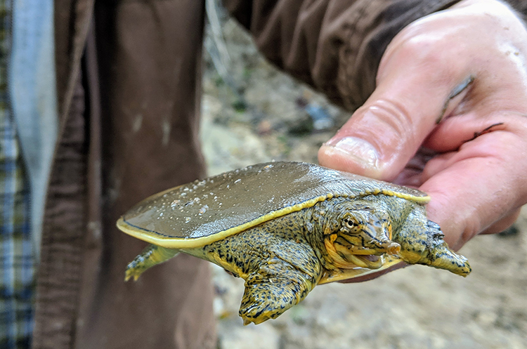 A biologist moves a softshell turtle from a construction area to a safe location.