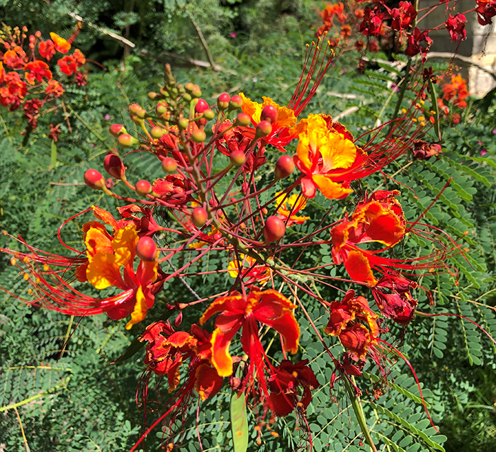 Ave de paraíso roja. Red Bird of Paradise.