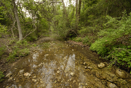Creek, pssible habitat of the Jollyville Plateau habitat