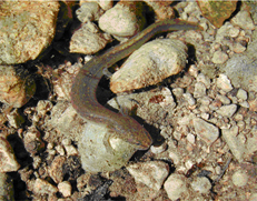 Jollyville Plateau Salamander