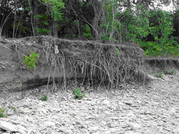 Roots in the Channel Banks