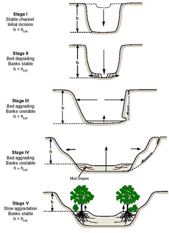 The channel adjustment process resulting from urbanization can also be expressed with incised channel evolution model proposed by Schumm (1984).