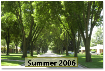A street in Ohio lined with healthy Ash trees in 2006