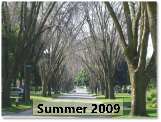 A street in Ohio lined with dead Ash trees in 2009