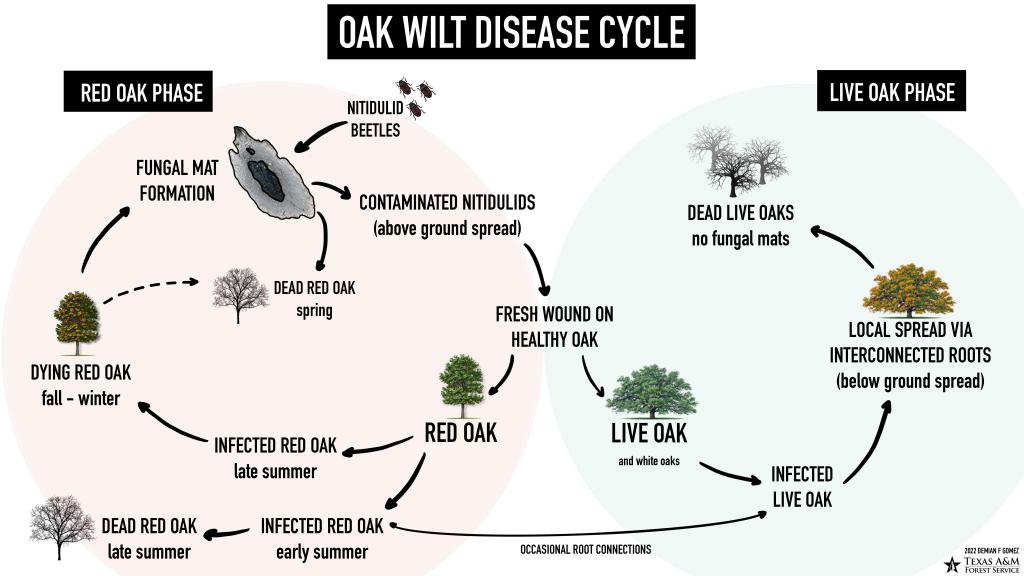 Diagram of the oak wilt life cycle, showing it can be transmitted either by insects carrying spores or through underground root grafts between trees.