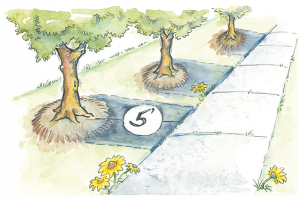 Drawing of trees showing minimum distance of five feet from sidewalks.