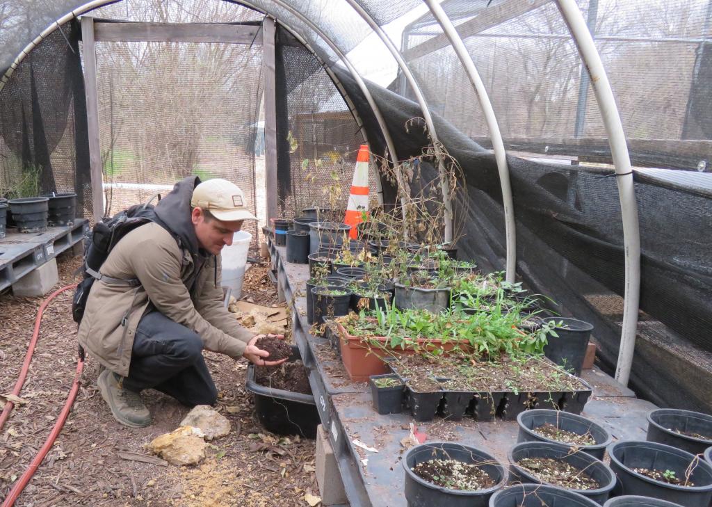 A man in a greenhouse showing handfuls of growing medium for plants