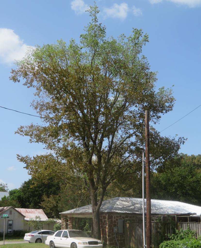 Photo of a tree with leaves browning and falling early due to drought.