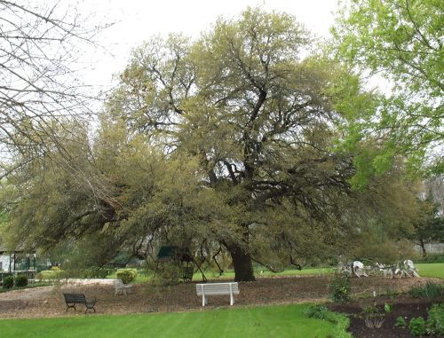 A wide-spreading live oak tree with mulch applied under its branches
