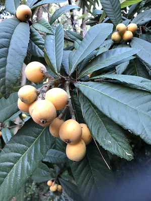 Ripe loquats