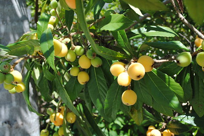 Loquats on a tree.