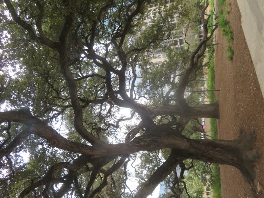 Auction Oaks at Republic Square in downtown Austin, Texas