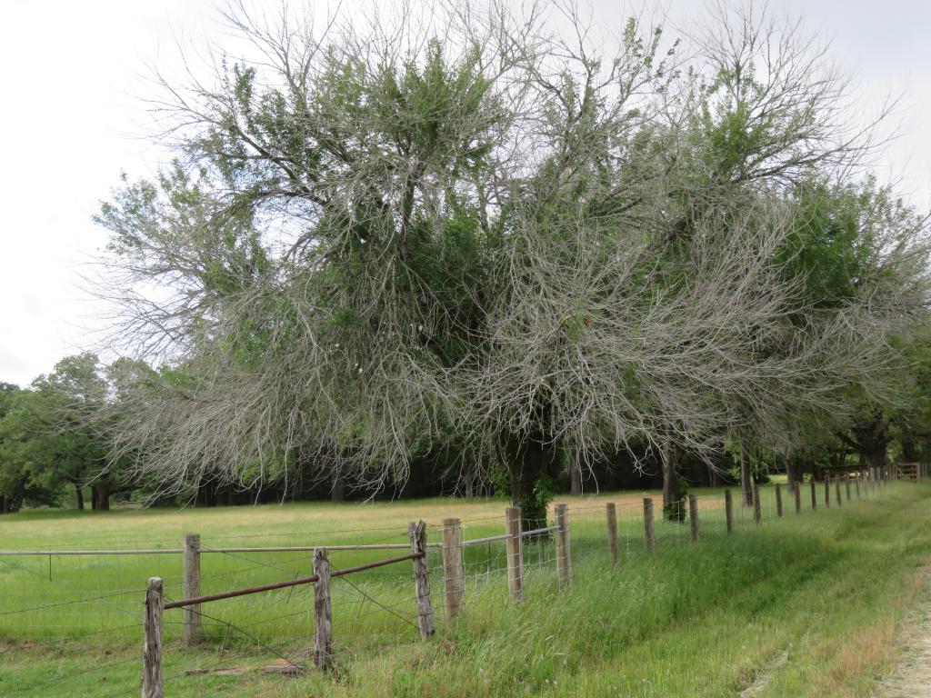 Ash tree with dead branch tips