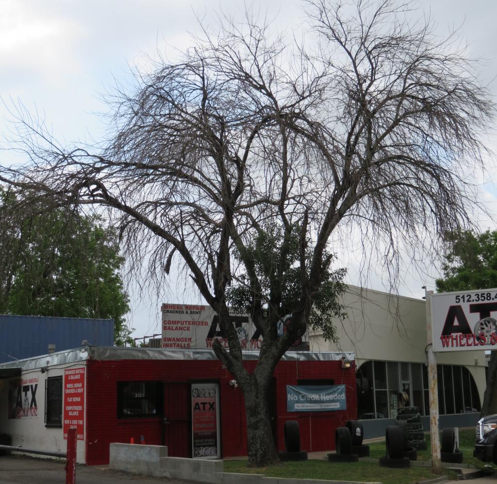 Large ash tree with only one live branch over a parking lot