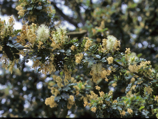 Texas Ebony branch covered in fluffy, white flowers