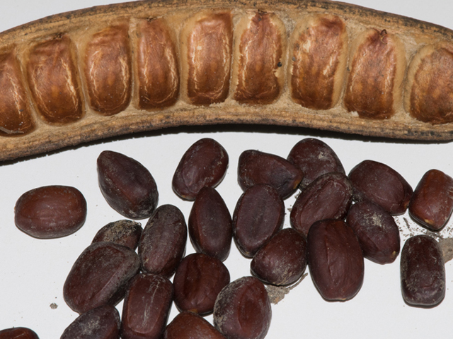 Part of a Texas Ebony seed pod next to several brown seeds