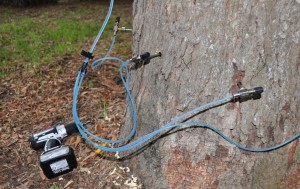 chemical Injection equipment attached to a tree trunk