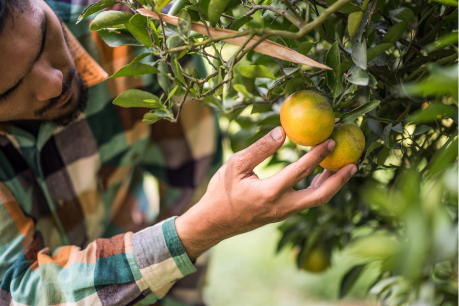 Harvesting fruit image.