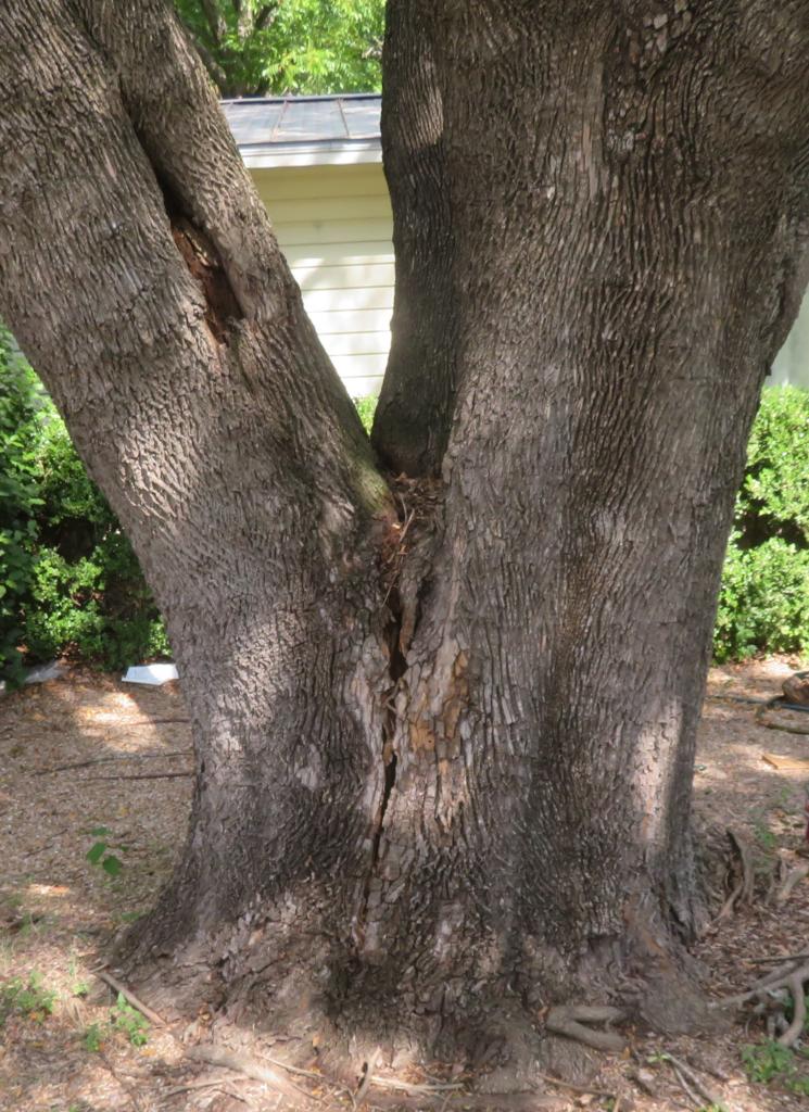 Trunk of an ash tree showing decayed and splitting wood.