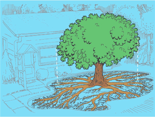 A drawing of a tree showing that roots spread outward beyond the ends of branches