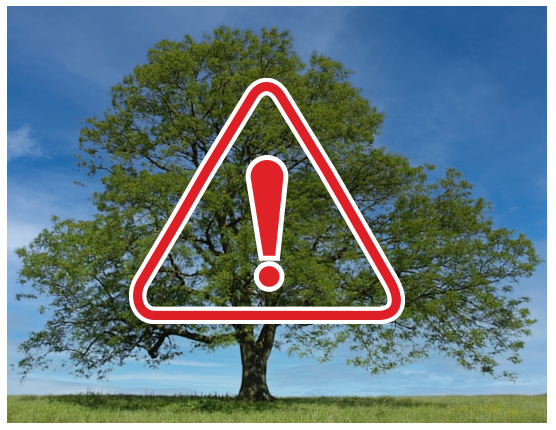 Ash tree with red and white warning symbol