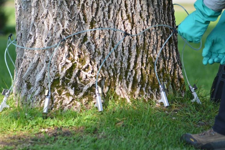 Ash trunk being injected with insecticide