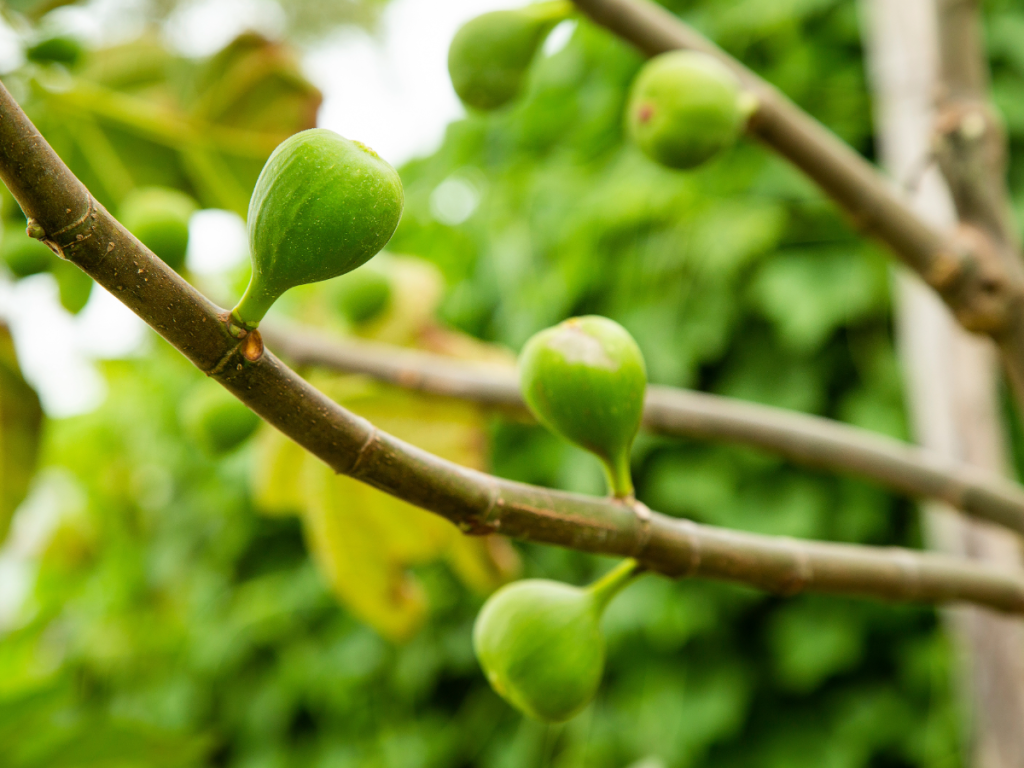Image of unripe figs on a tree.