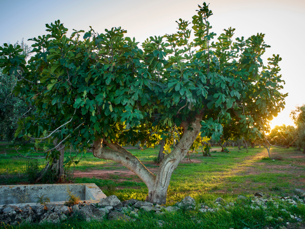 A mature fig tree.
