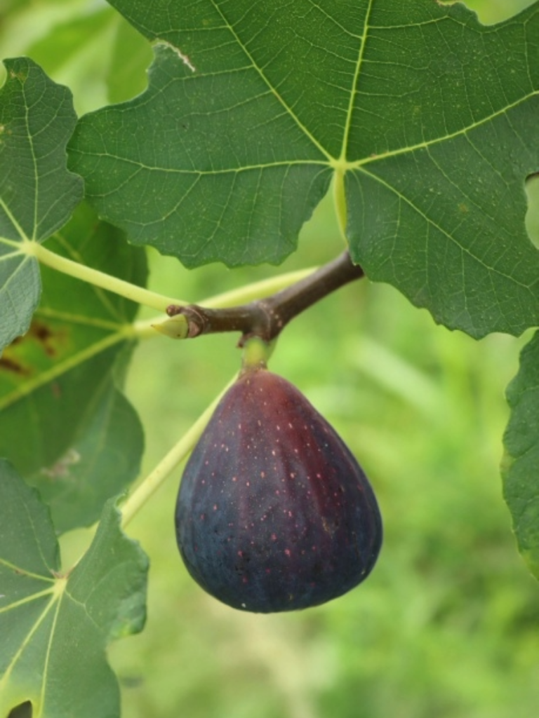 A ripe fig hangs on a fig tree.