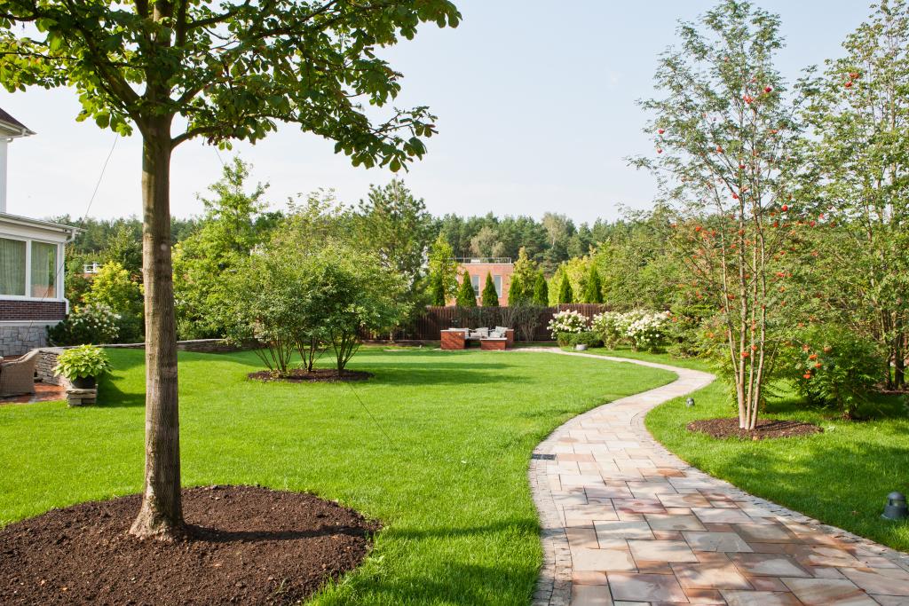 Lawn with trees surrounded by small mulch rings