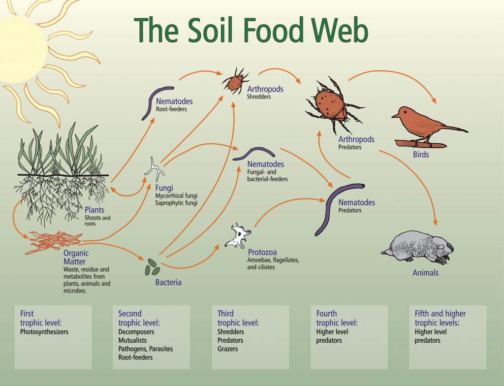 A drawing that shows the web of life that exists in soil, from bacteria and fungi to small mammals.