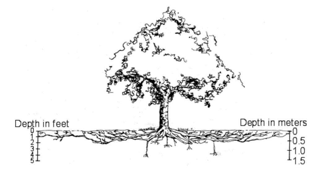 Drawing that shows tree roots are normally not deeper than 3 feet, but spread widely.