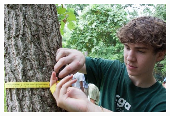 William measuring the diameter of a tree trunk