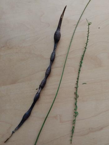 Photo: Seeds and leaves of a Jerusalem Thorn