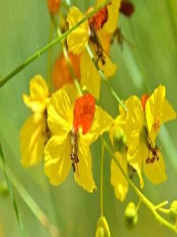 Photo: Flowers of a Jerusalem Thorn