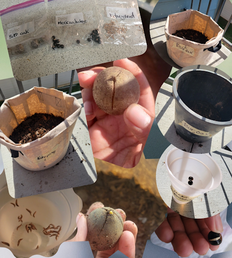 Jalina's seeds and pots at the beginning of her project.