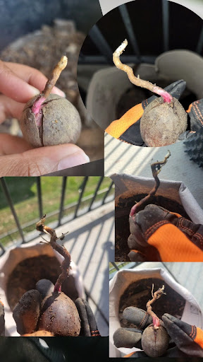 Bur Oak acorns sprouting their first roots.
